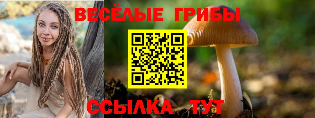 Псилоцибиновые грибы Psilocybe Ейск
